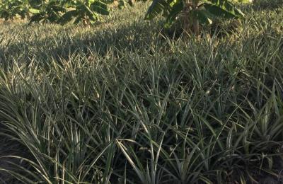 Agricultural Farm for Sale in Kidomole – Bagamoyo (With Title Deeds)